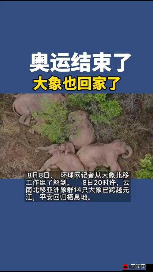 大象回家 2022 秘密人口：背后的故事