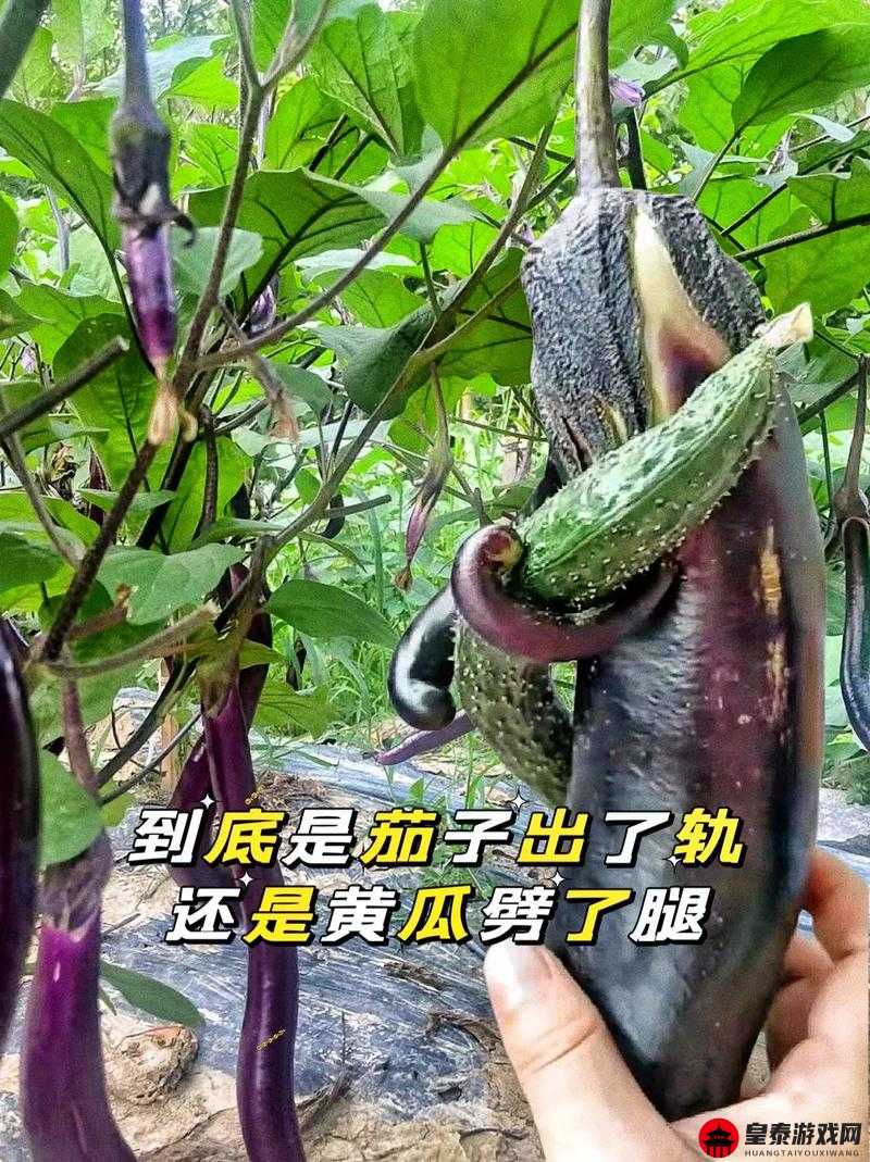 下面痒了用黄瓜还是茄子好：哪种更有效