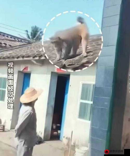 生猴子的全过程不盖被子：真的可以吗