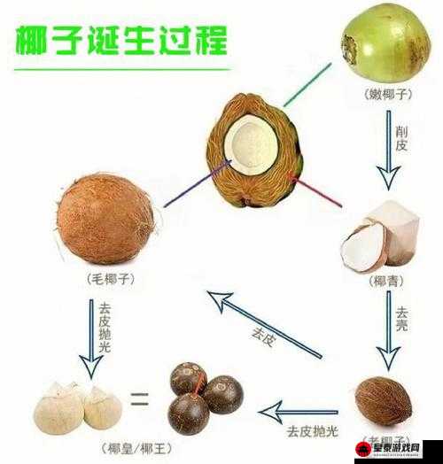 小森生活中椰子用途大揭秘 全面介绍这种水果的奇妙作用