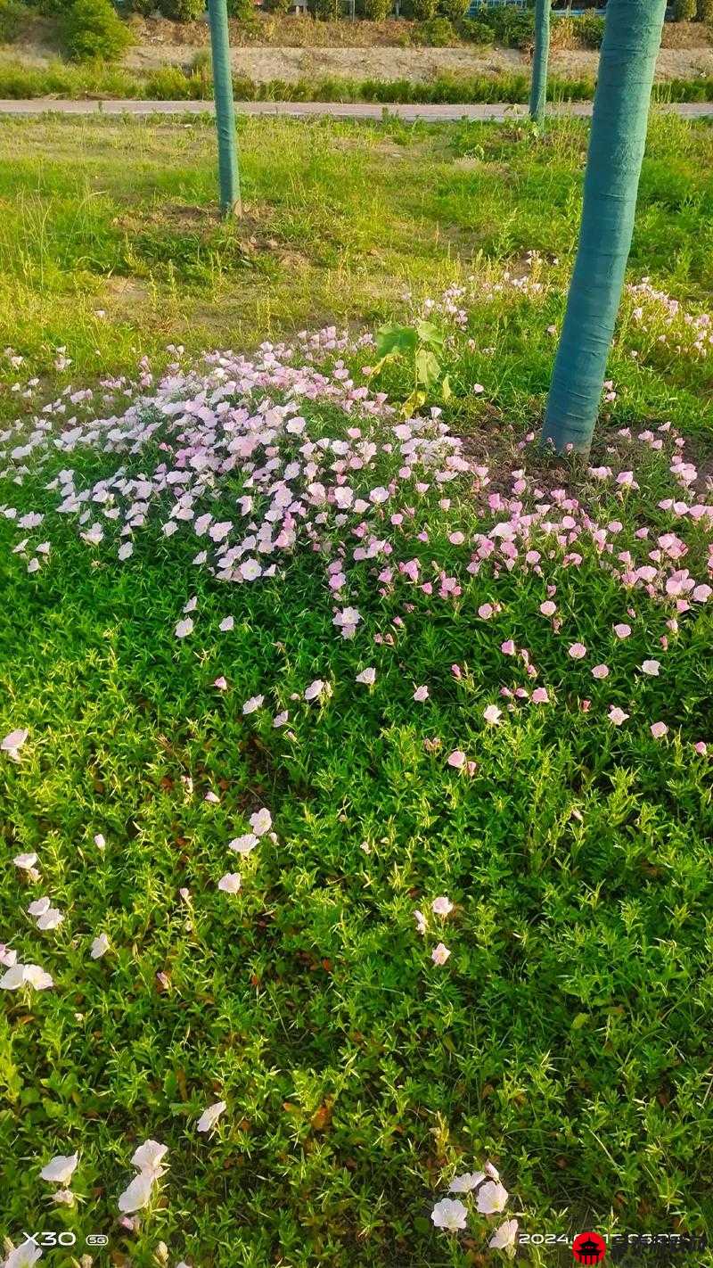 野花韩国视频免费观看神马，春日漫步花间情怀