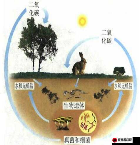 生机循环：生态系统的奥秘之旅