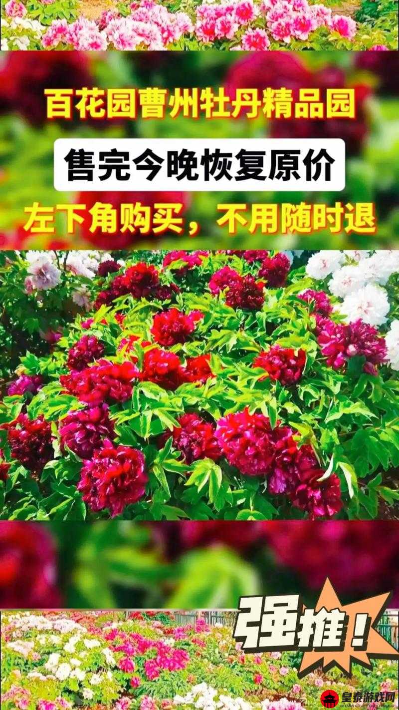 江南百景图百花园赏花盛宴：探寻繁花似锦的活动盛况