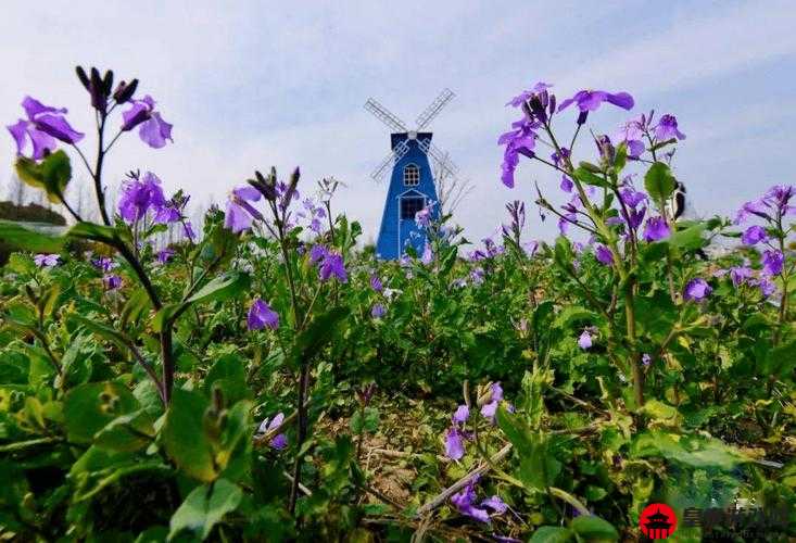 探索新洲区香草伊甸园景区：发现自然之美