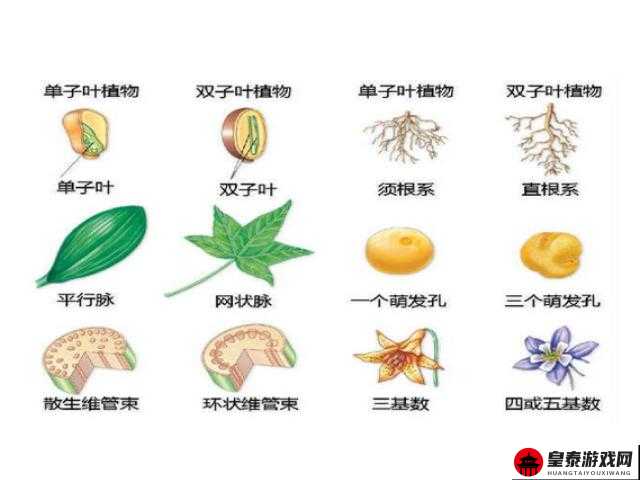 嫩叶草一区二区三区的区别与生长环境的关系