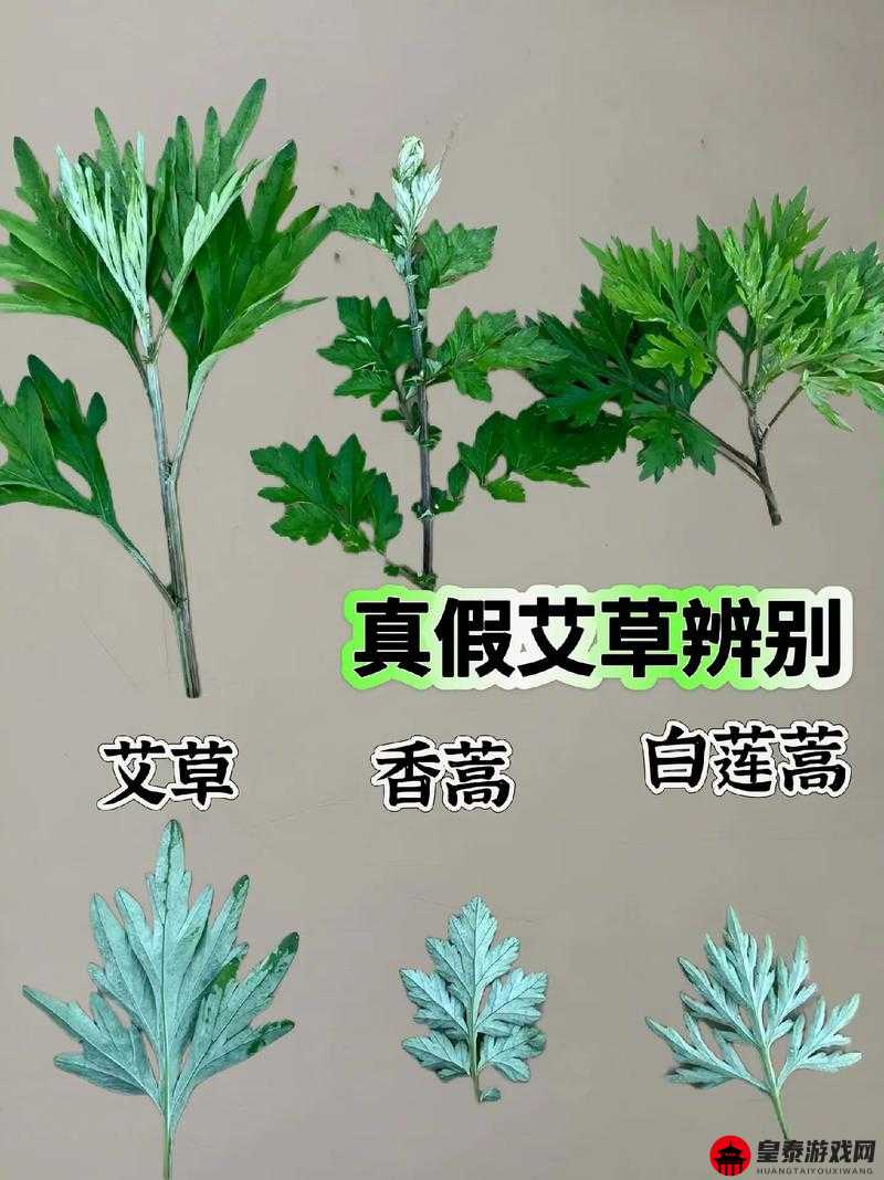 一号嫩叶草和二号嫩叶草的区别及其应用