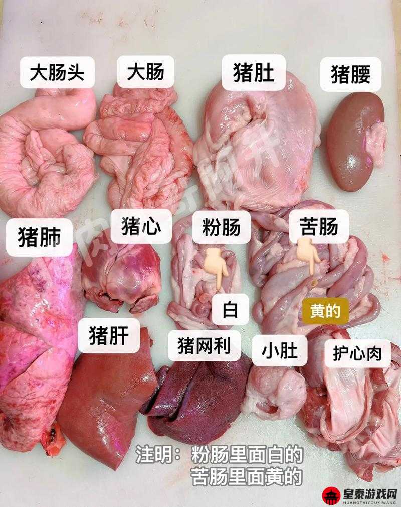 人与猪的 DNA：神秘的生命密码对比研究