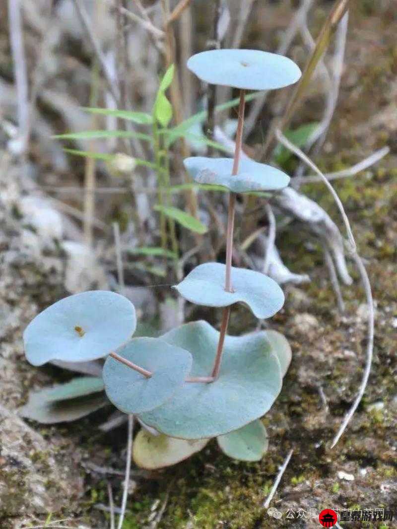 亚洲毛耸耸：神秘而独特的存在