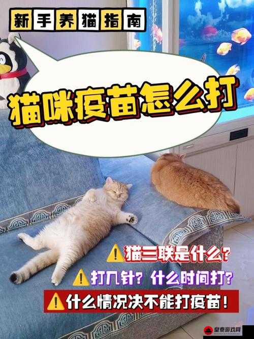 元气猫咪：围住神经猫安装配置详细指南