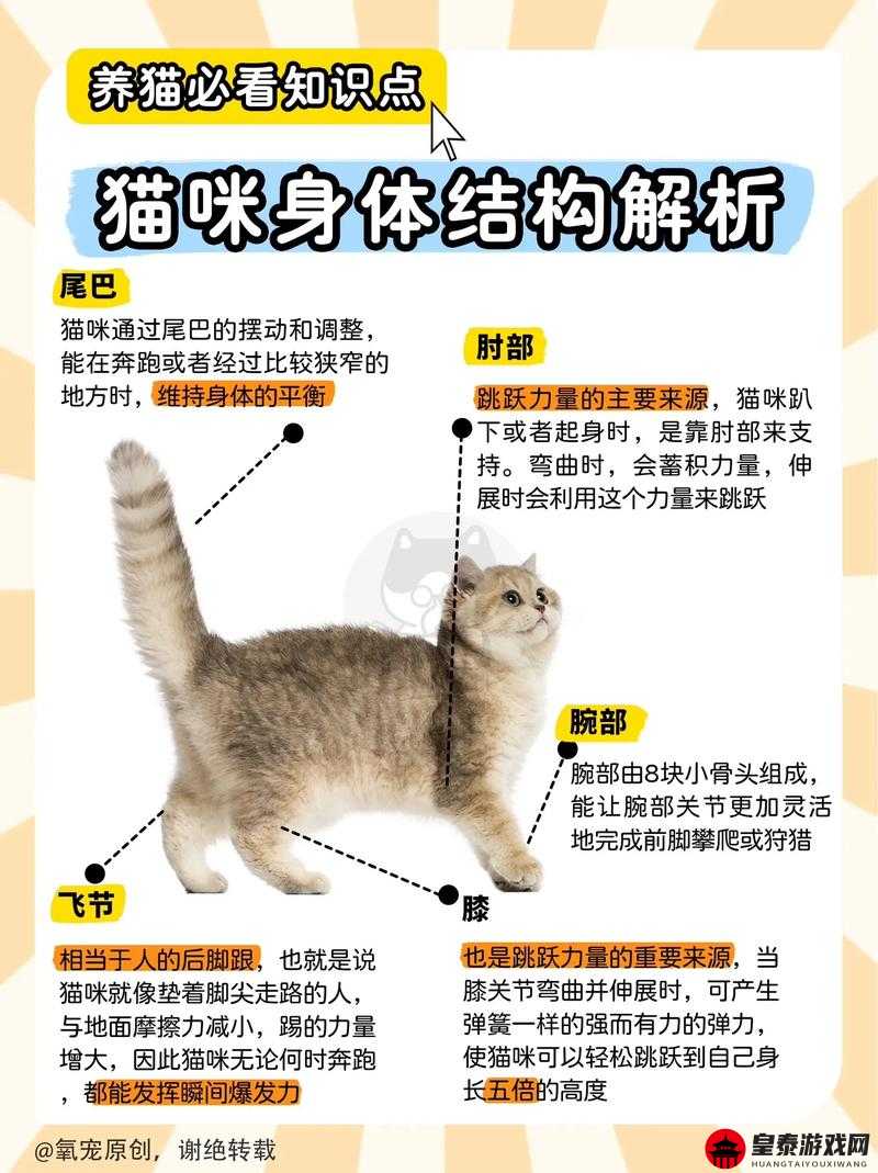 养了个猫：详细安装步骤与配置要点全解析