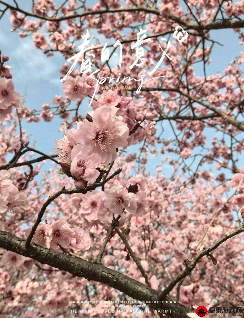 色天使桃花网：探索浪漫桃花世界