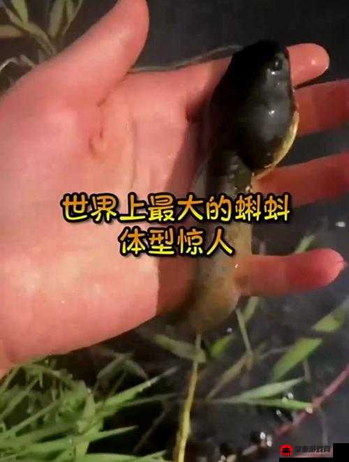 蝌蚪巨窝在线视频：探索未知的奇幻世界